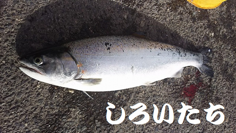 鳥取遠征２回目。父と狙う銀鮭。
