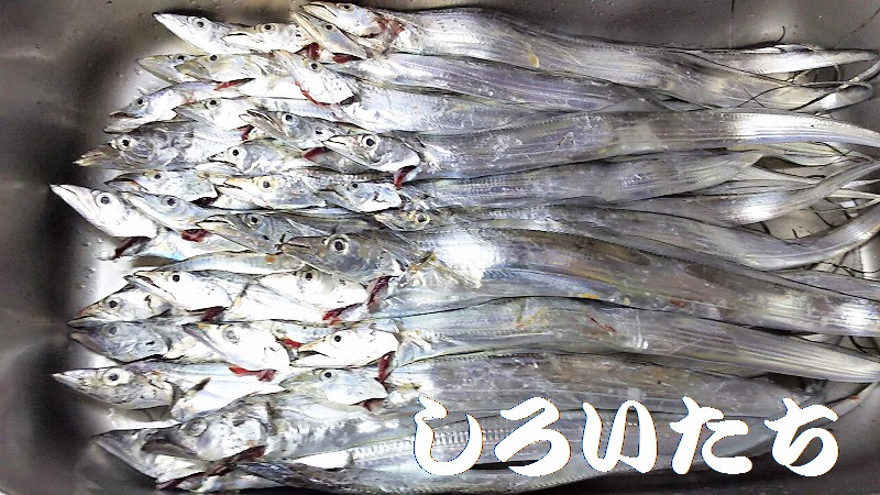 しろいたち流,水中ライト,さそい,しろいたち,タナ,タチウオ,ウキ,水軒,和歌山,アジ