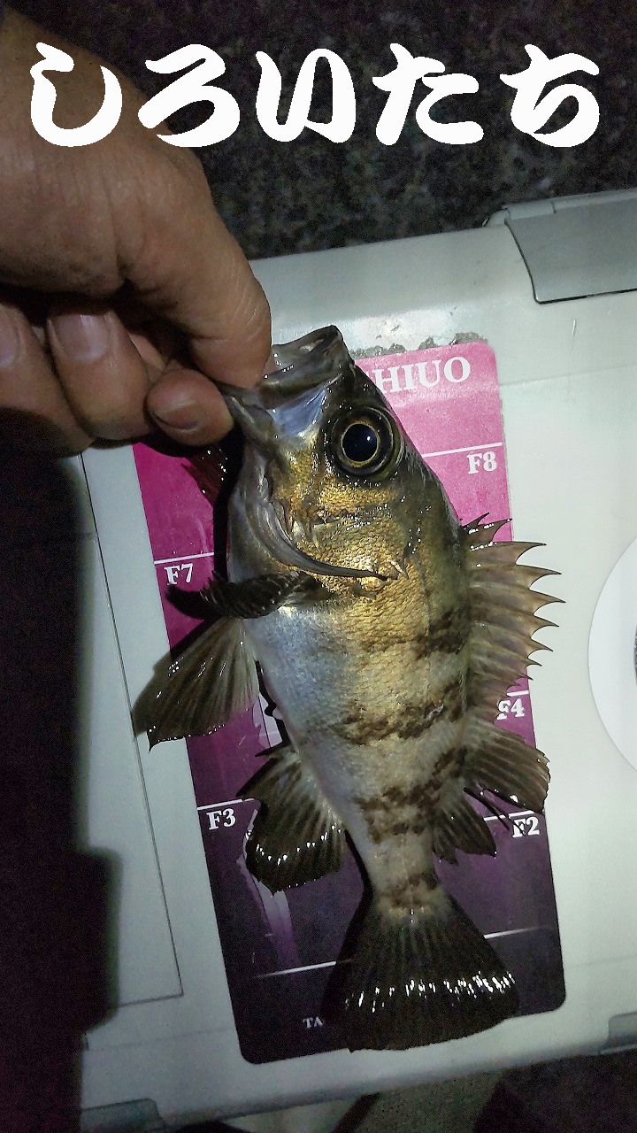 �P�H���o�����O���K