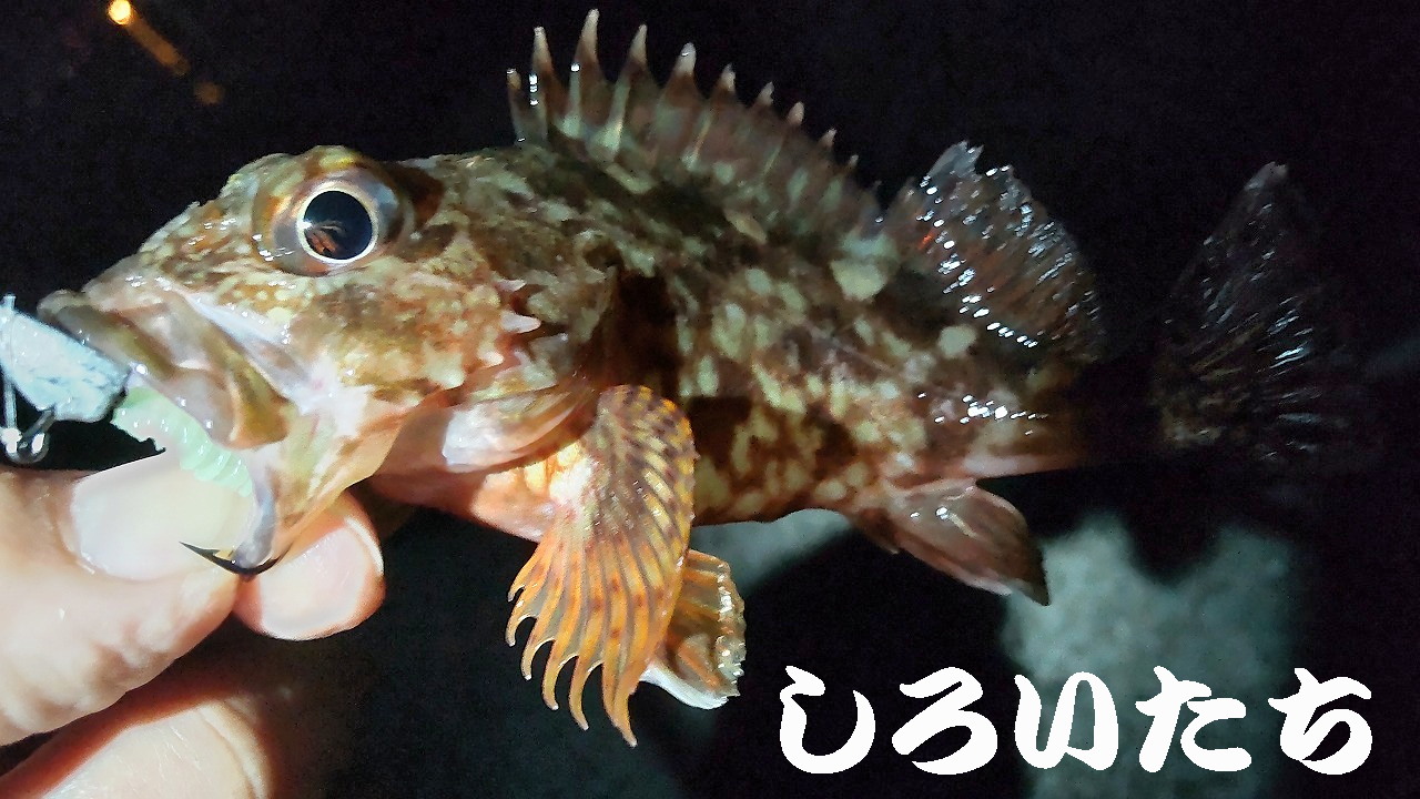 �P�H���o�����O���K