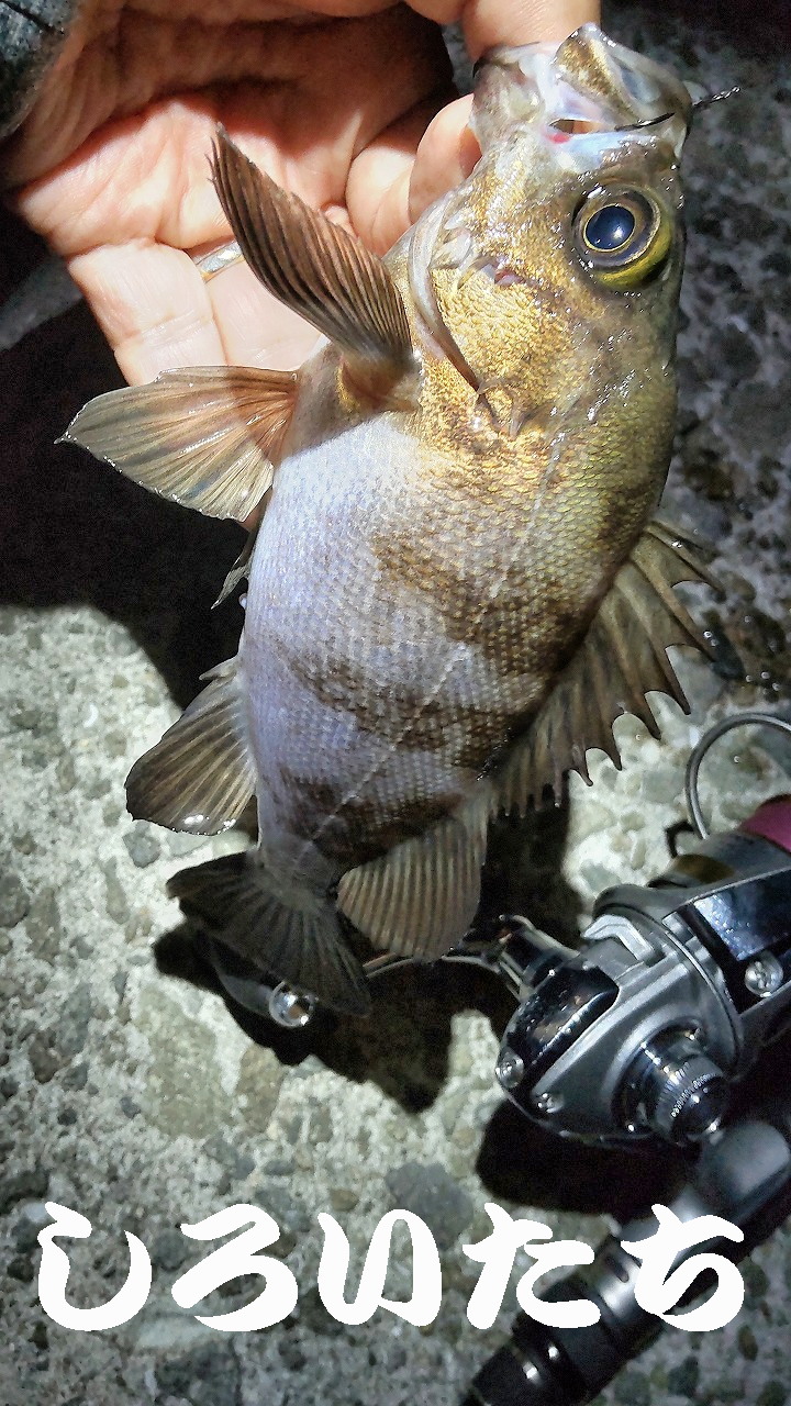 �P�H���o�����O���K