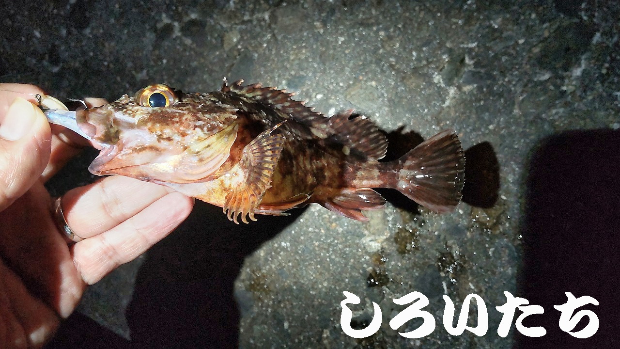 �P�H���o�����O���K