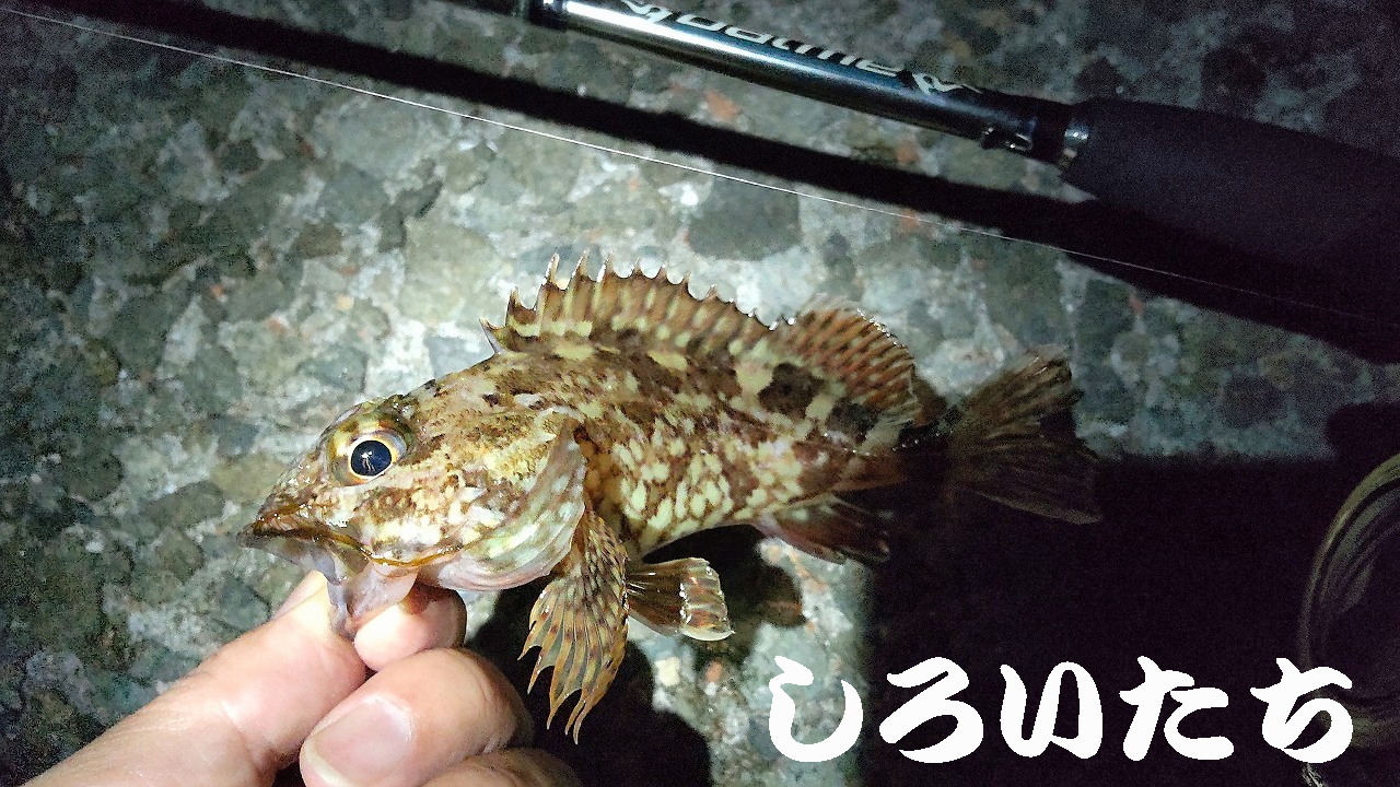 �P�H���o�����O���K