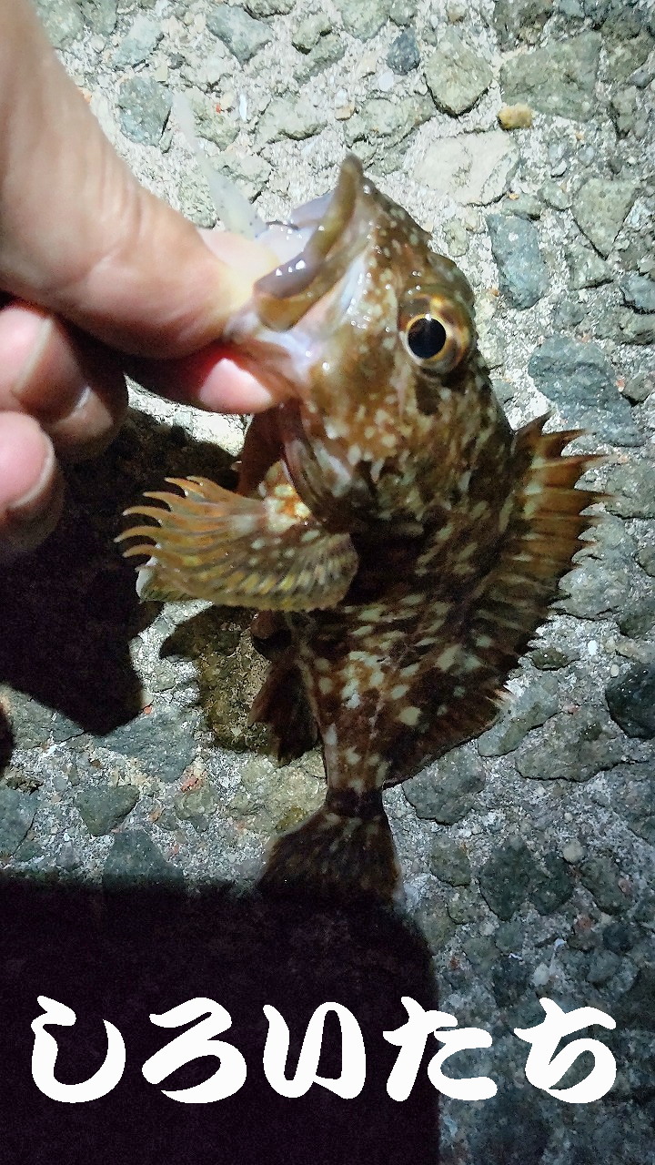 �P�H���o�����O���K