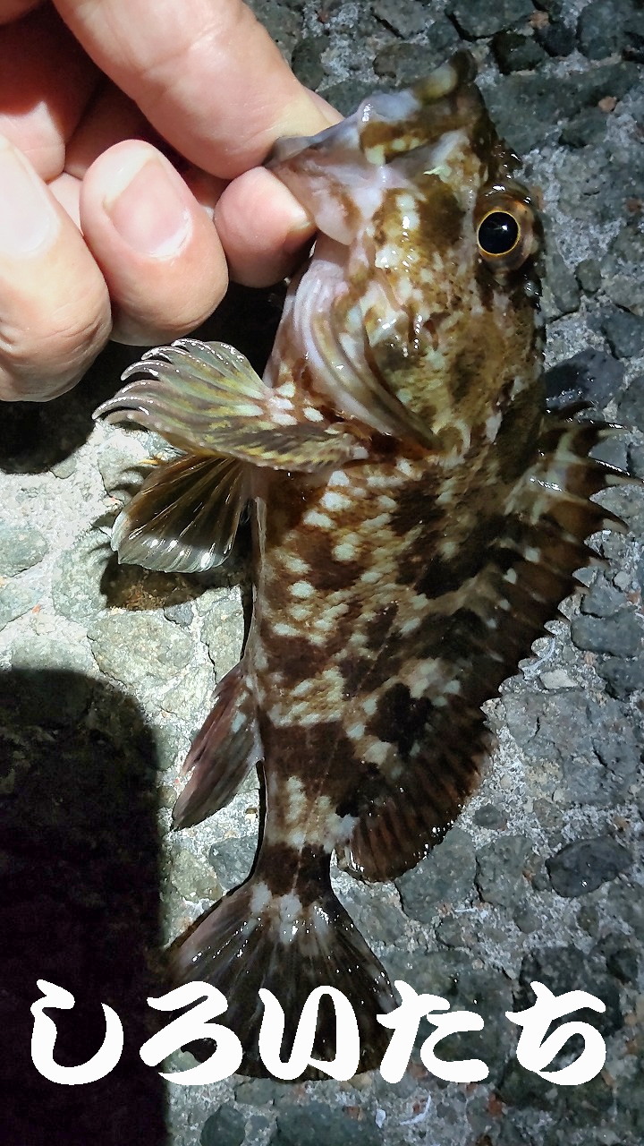 �P�H���o�����O���K