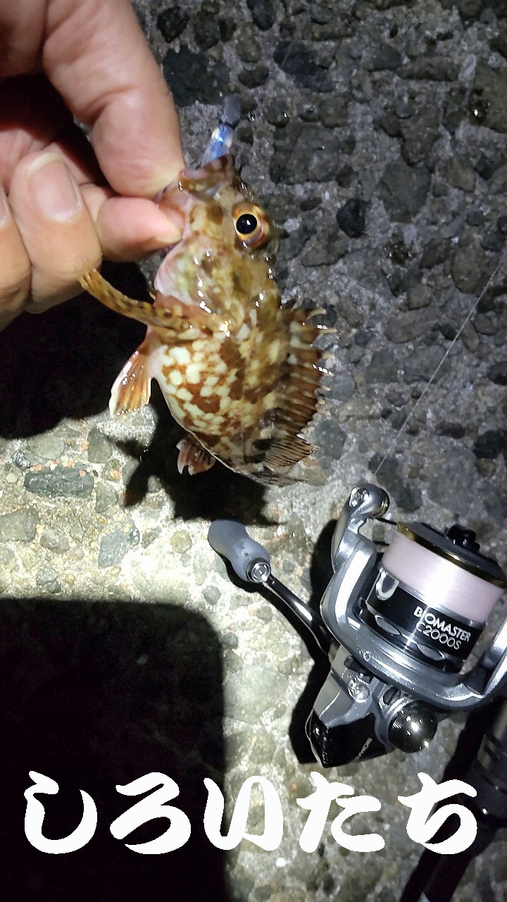 �P�H���o�����O���K