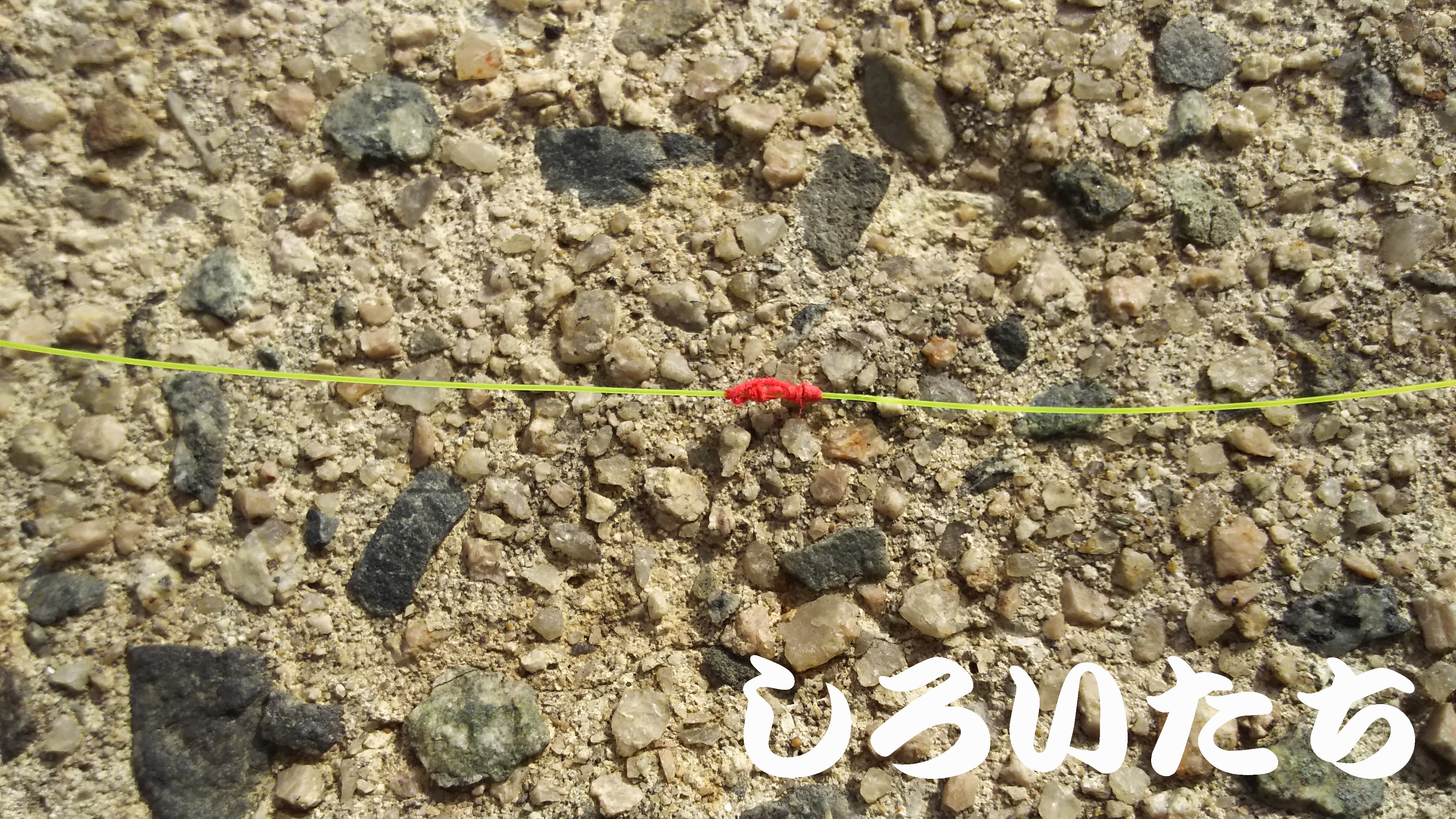 �^�`�E�I�̃E�L�ނ�ł��낢�������g���̓���B