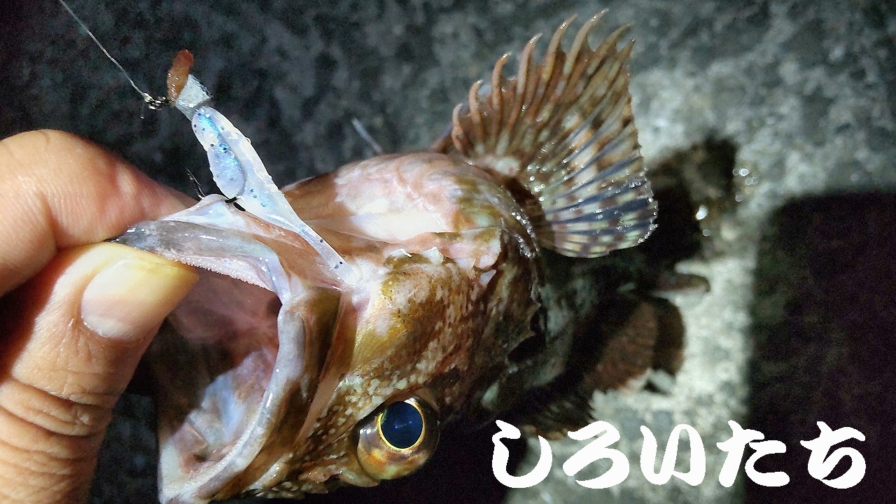 �P�H���o�����O���K