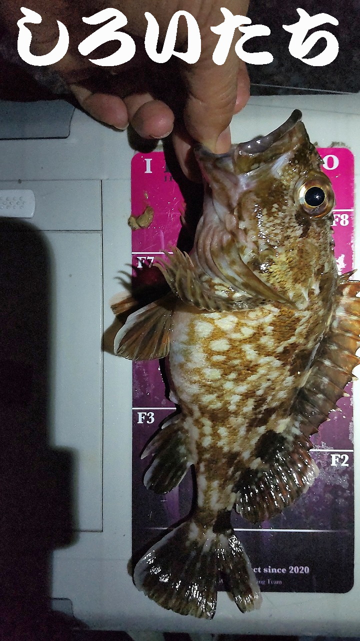 �P�H���o�����O���K