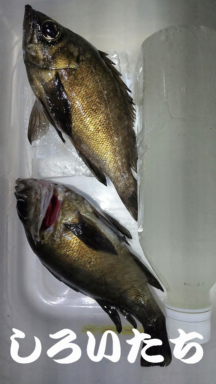 �P�H���o�����O���K