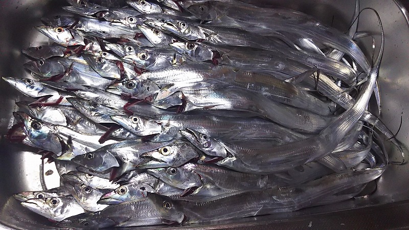 タチウオのエサ釣り 餌はキビナゴ サンマ 何を使う