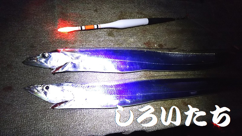 �^�`�E�I�̃E�L�ނ�ł��낢�������g���̓���B