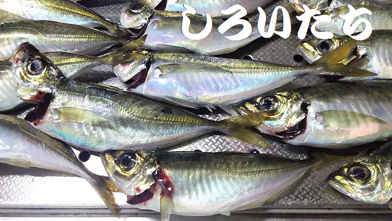 アジを釣りに姫路港へ